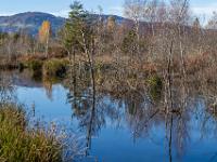 Aus dem Moorsee ragen tote Baumstämme hervor